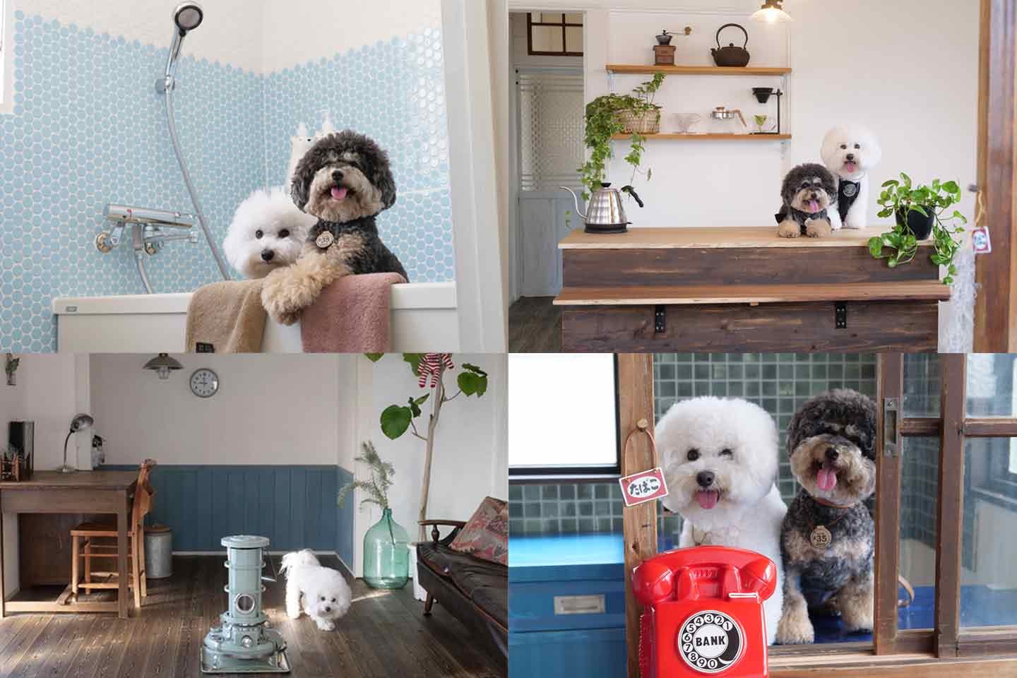 愛犬と暮らすこだわりの自宅 愛犬と暮らすこだわりの自宅