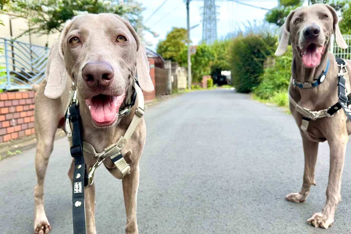 大型犬のワイマラナーと散歩