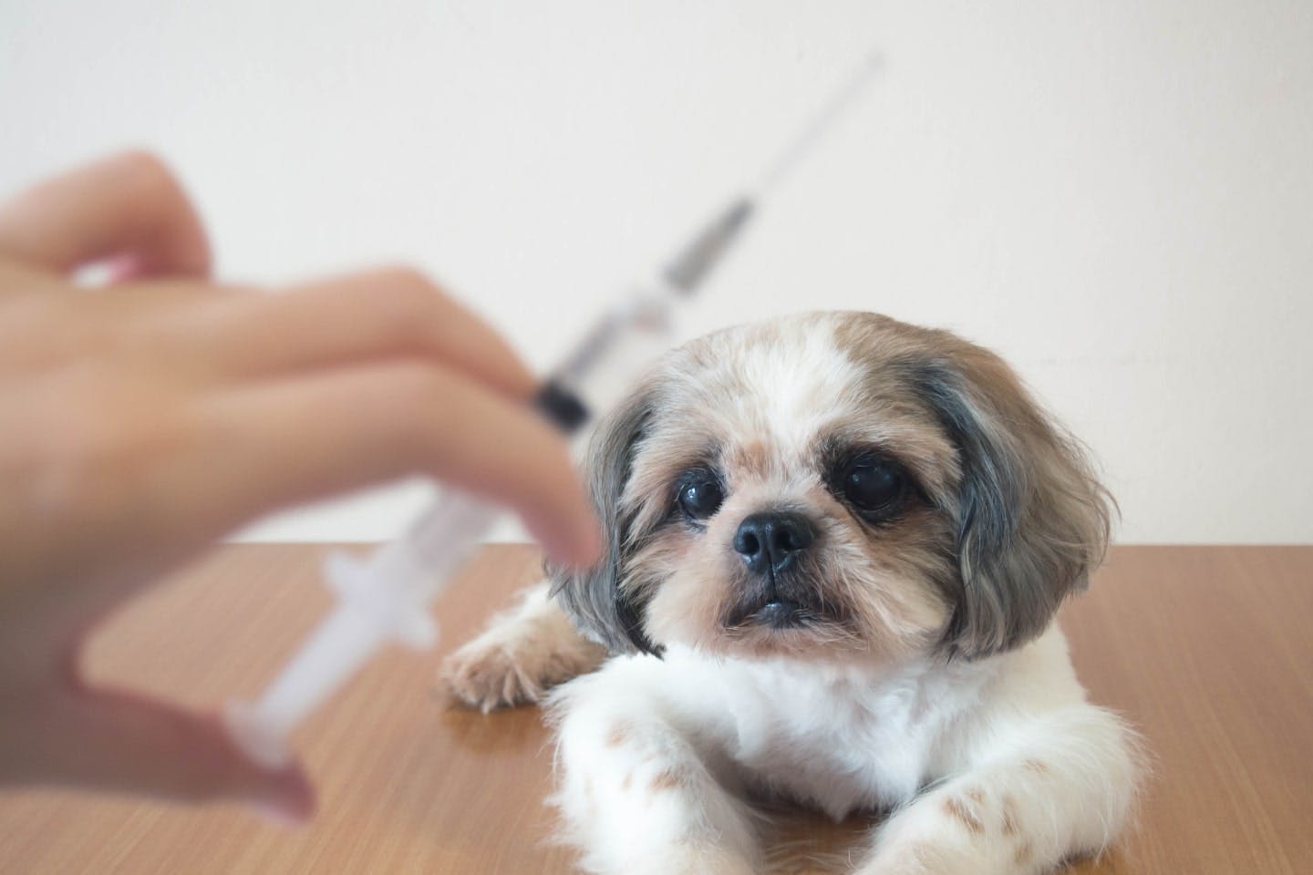 犬に必要なワクチンの種類と概要