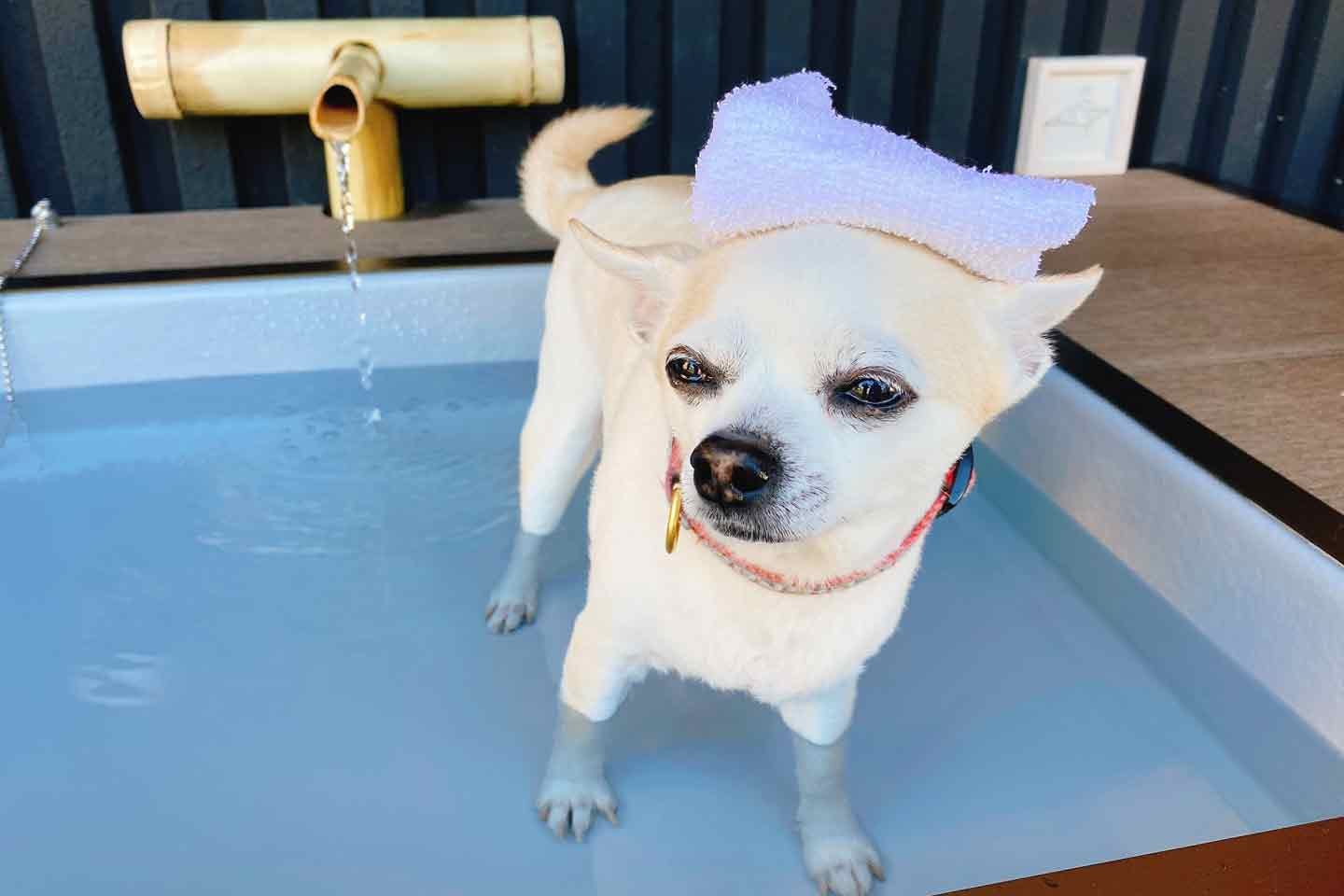 先代の看板犬を務めた、チワワのモニョちゃん 先代の看板犬を務めた、チワワのモニョちゃん