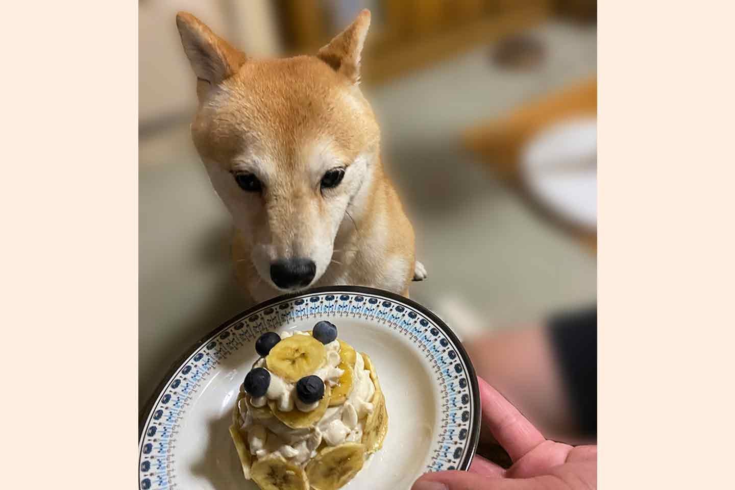 福井さんの手作りケーキを食べるニコちゃん