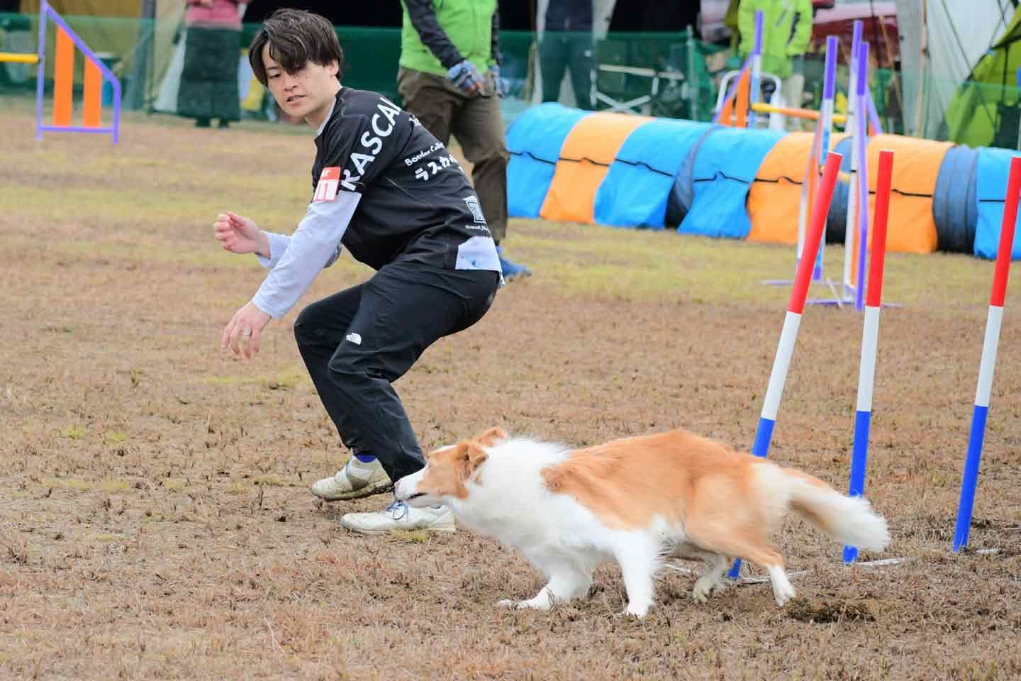 愛犬ラスカルくんとアジリティに挑戦