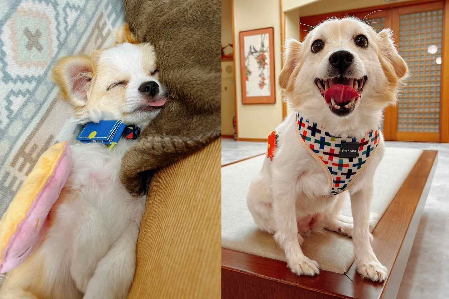 望月さんの愛犬であり、看板犬の銀次くんとかずえさん 望月さんの愛犬であり、看板犬の銀次くんとかずえさん