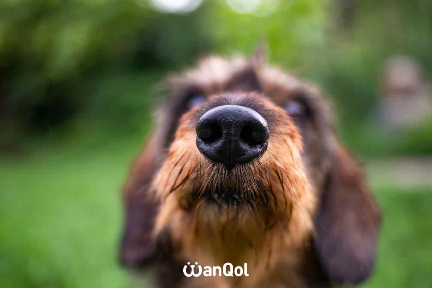 Q.犬の鼻の穴は、右と左で役割が違う？