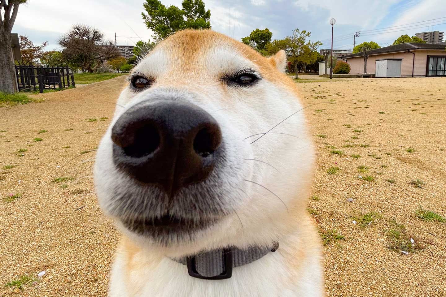 今治さんの愛犬・くりぼうくん（柴犬）真っ黒で大きなお鼻が特徴