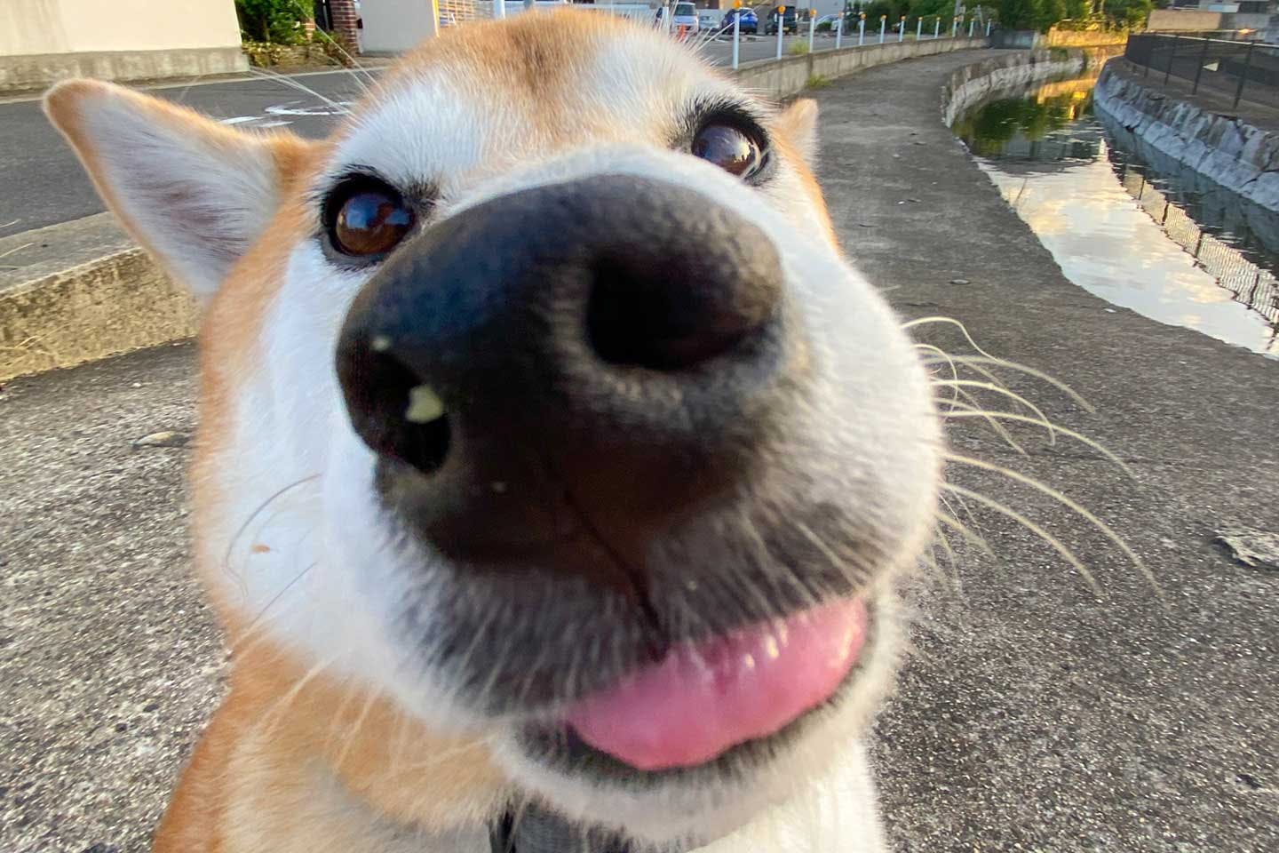 「犬の命の尊さを伝えたい」映像クリエイターの今治建城さんが柴犬・くりぼうくんと描く夢