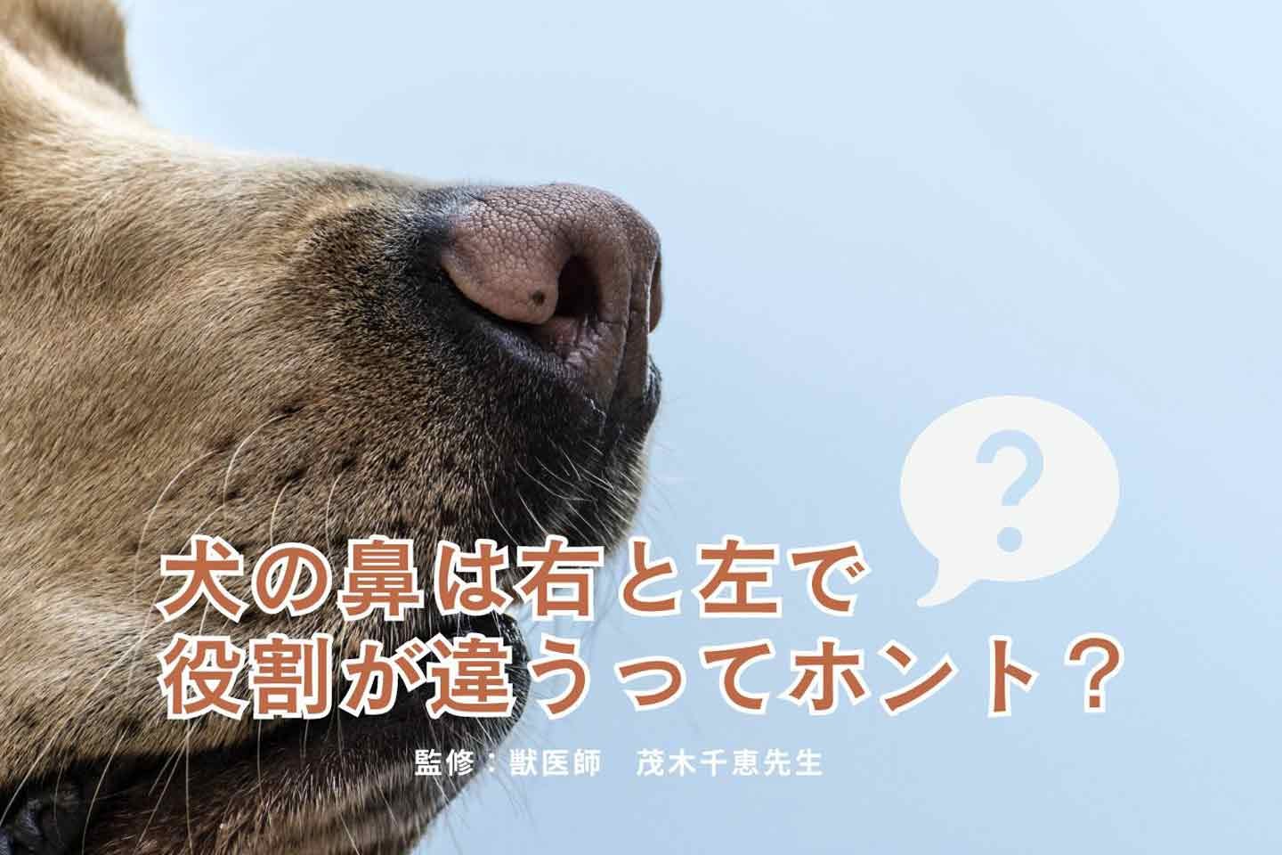 【犬クイズ】犬は嗅ぐものによって、右と左の鼻の穴を使い分けてるってホント？