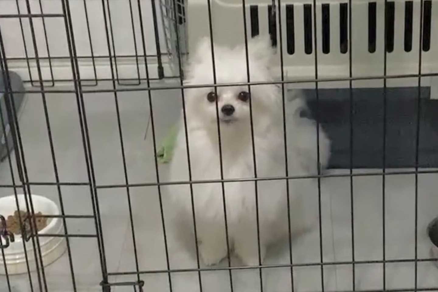 ごはんより遊びが優先なかわいーぬちゃん ごはんより遊びが優先なかわいーぬちゃん