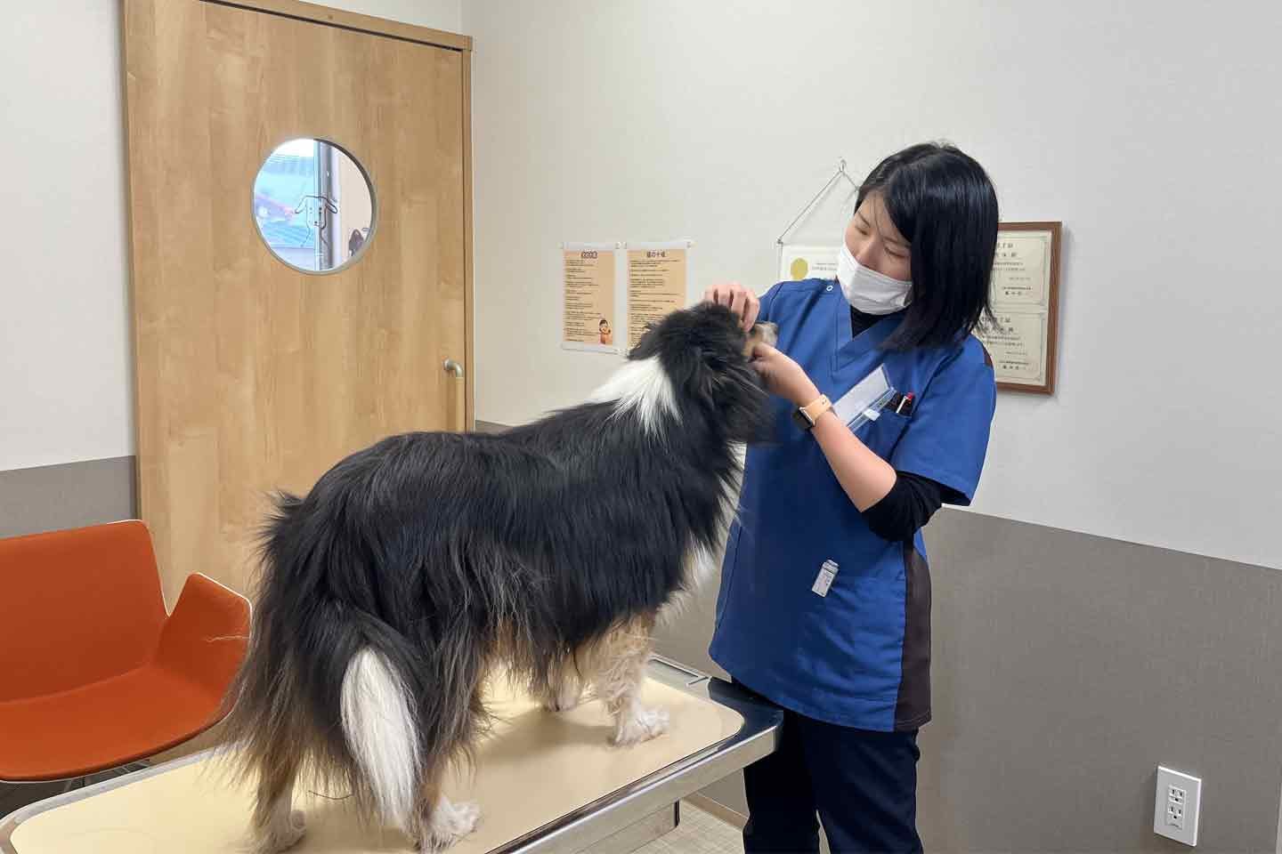 獣医師の仕事を目指す前に、心得てほしいこと 現役獣医師　片川優子