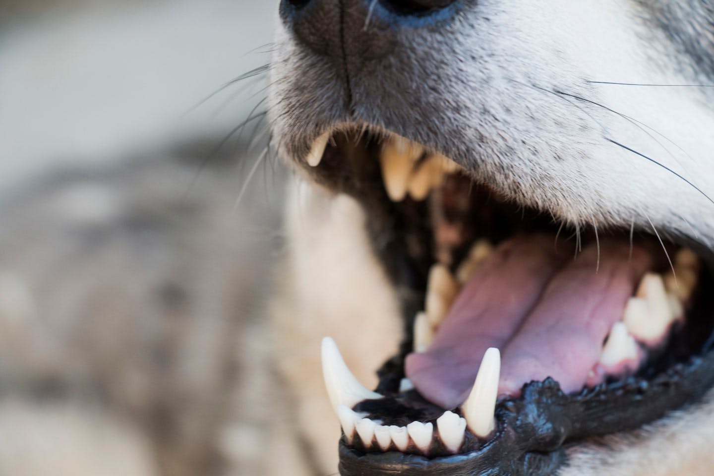 犬の歯の特徴とは