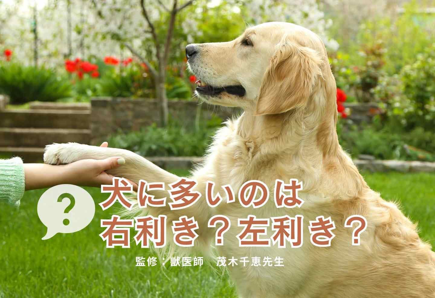 【犬クイズ】犬は右利きと左利きどっちが多い？