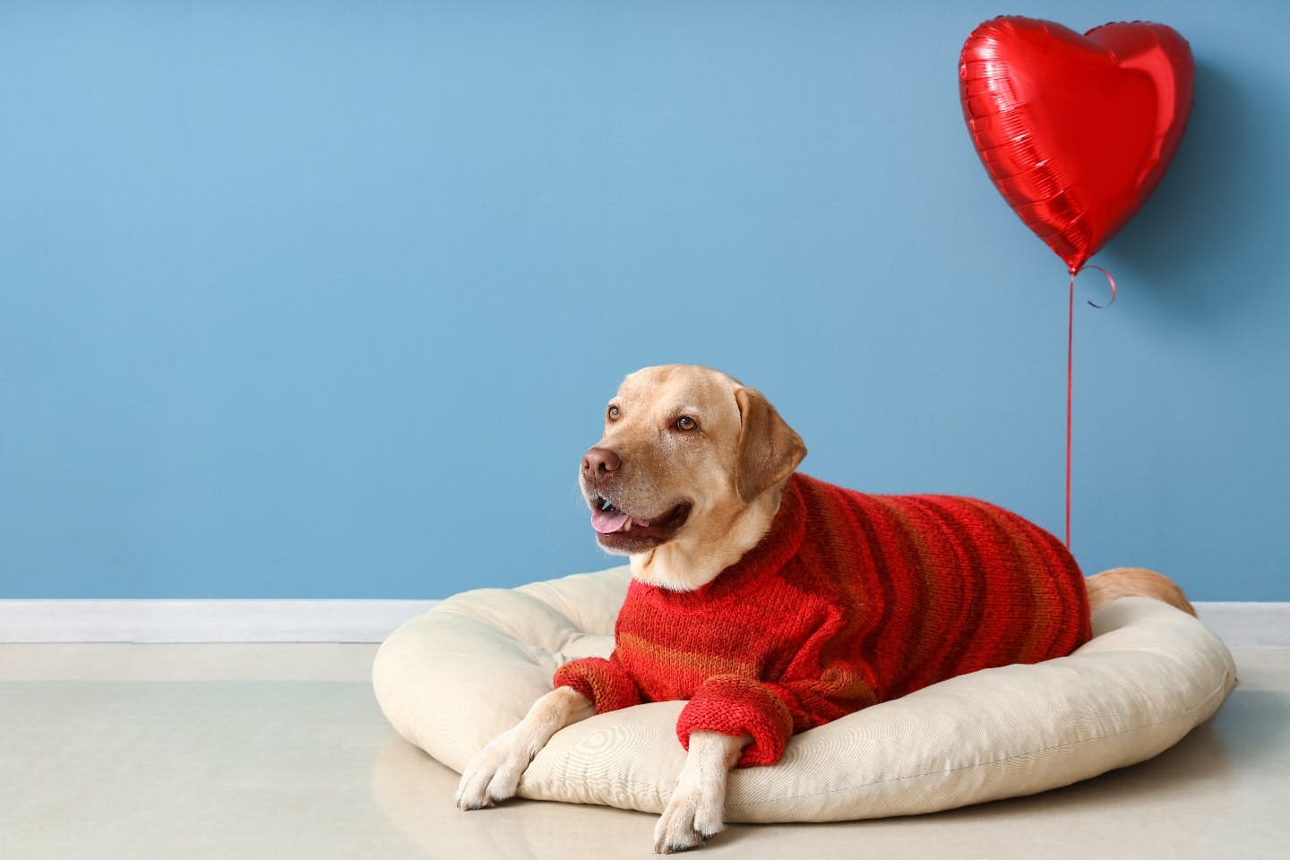 ペットヒーターのつけっぱなしは危険？ 室内犬の寒さ対策を解説
