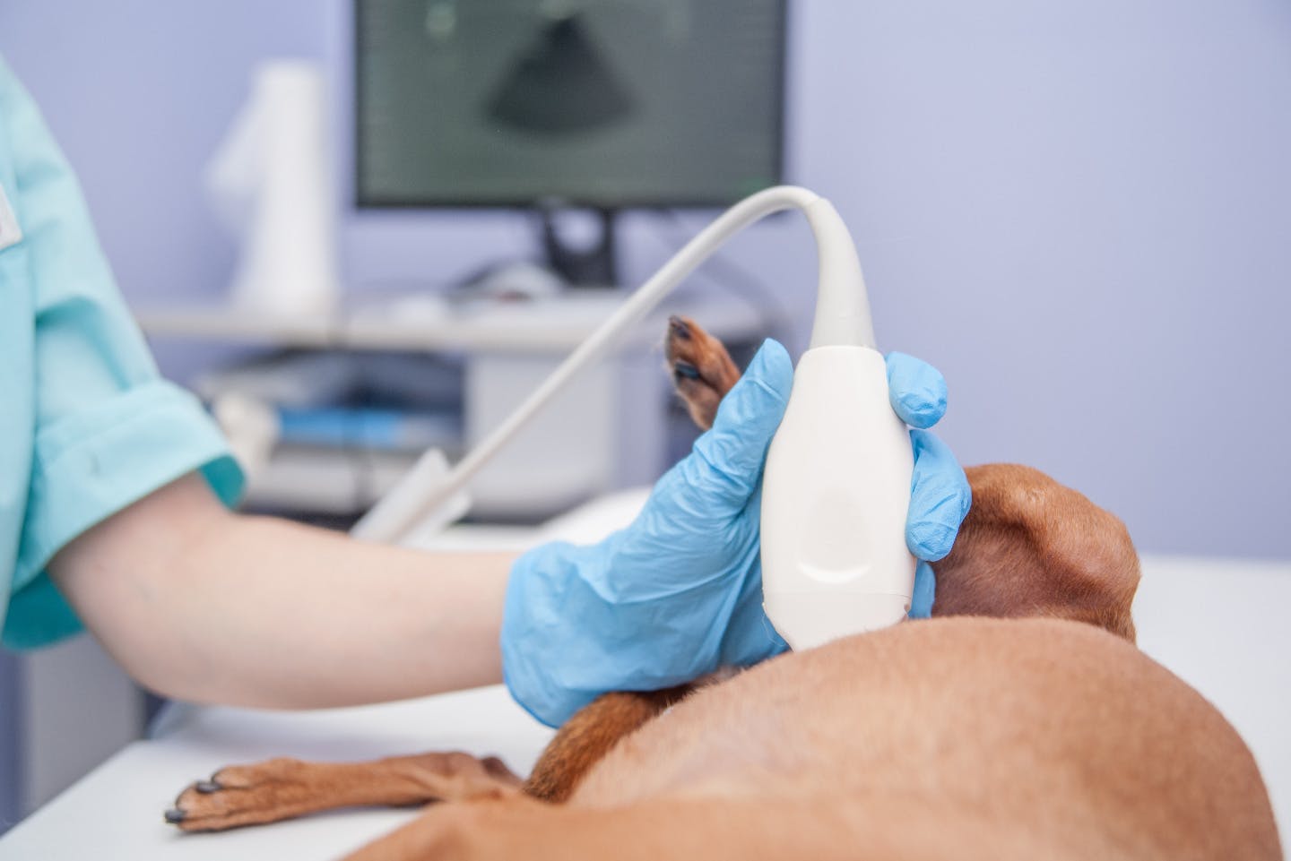 犬の鼠経ヘルニアの診断方法