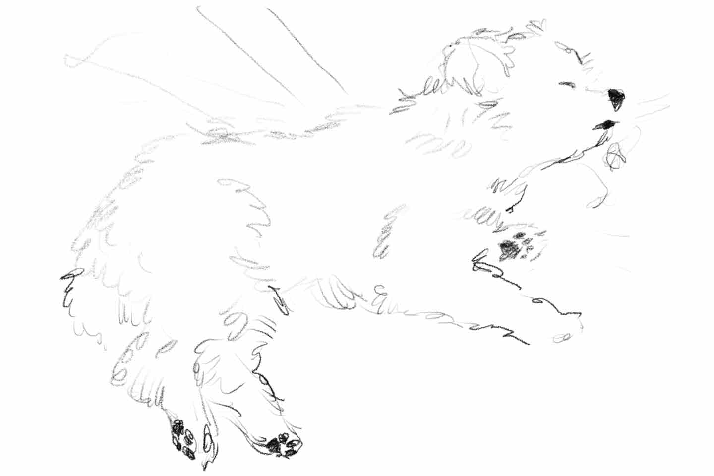 鉛筆で描いた、寝ている愛犬・ムンゲくん
