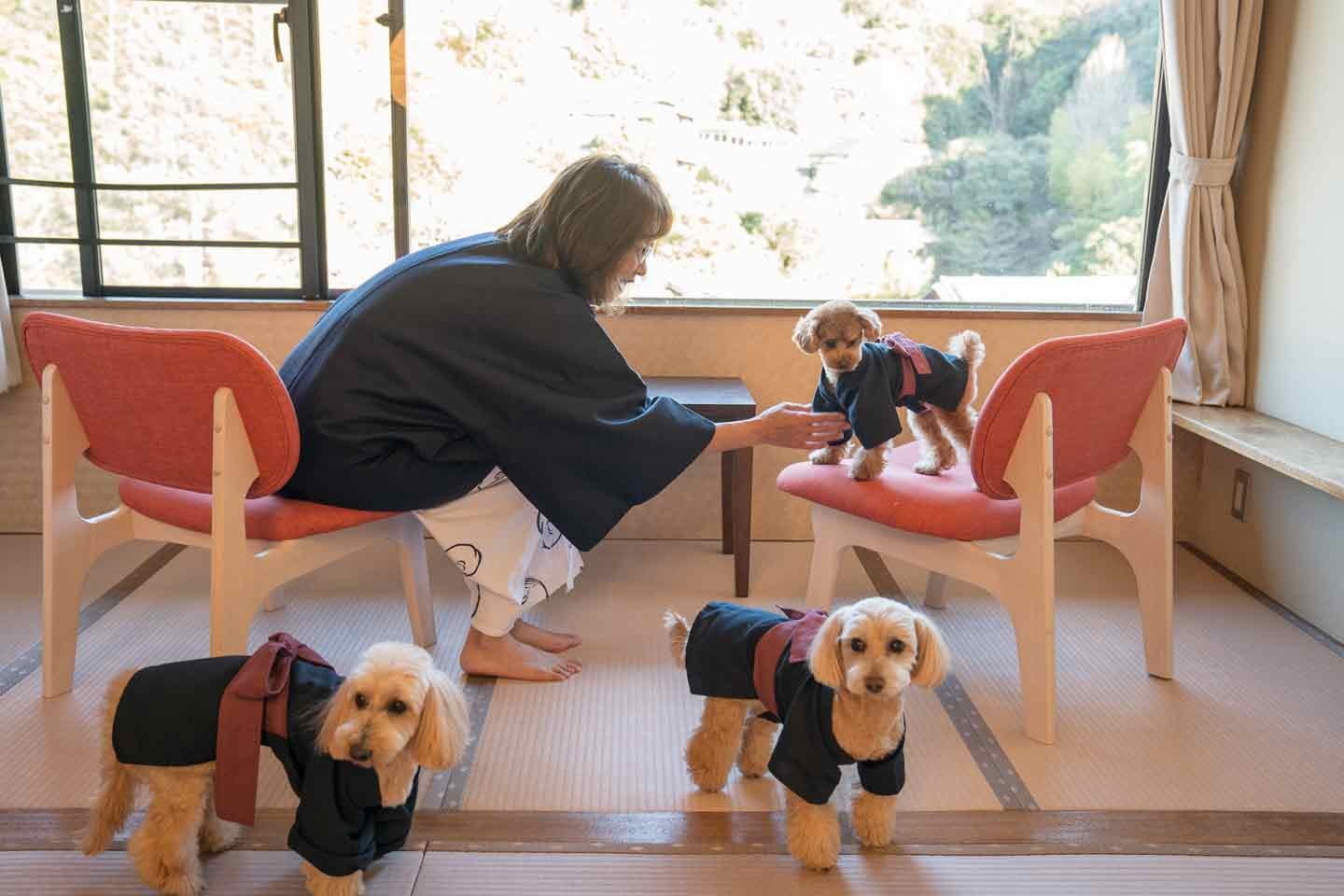 「愛犬の接客が一番楽しい」イヌバウンドを目指し方針転換。“犬ファースト”を掲げる伊豆の老舗旅館