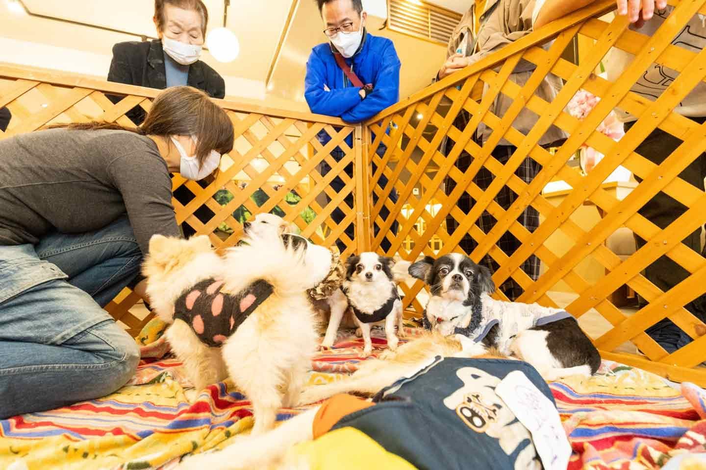 旅館のロビーにて、保護犬譲渡会を定期的に開催