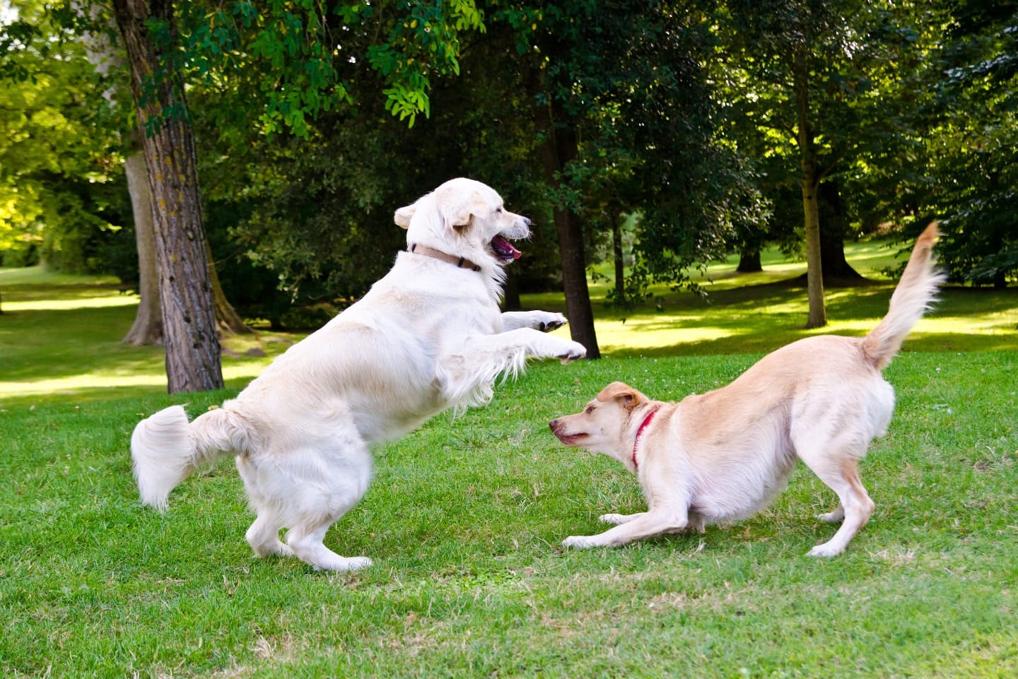 ワンプロとケンカの違いは？ 愛犬へのメリットと注意点などを紹介