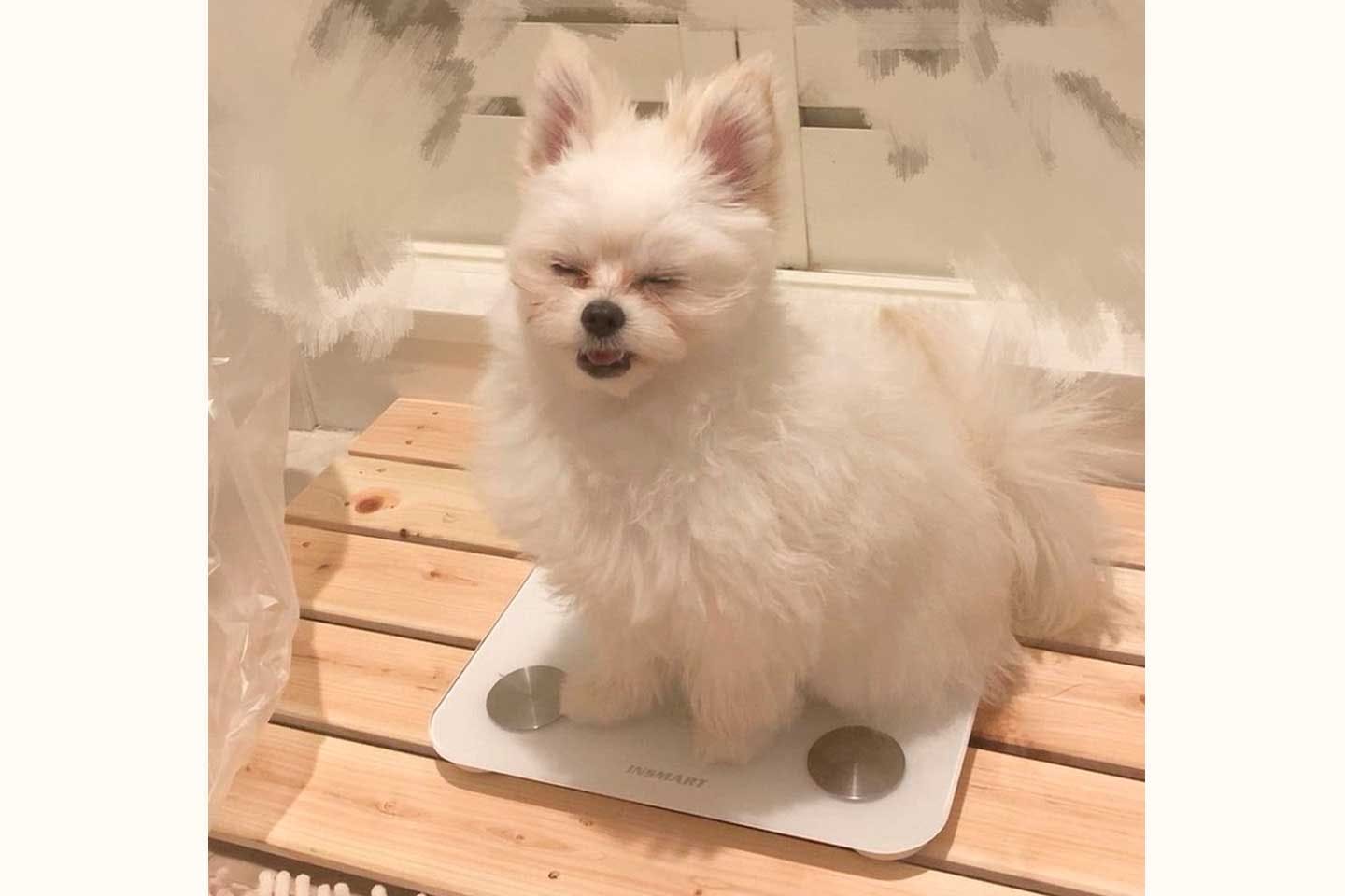 超小型犬のかわいーぬちゃん 体重2㎏未満 超小型犬のかわいーぬちゃん 体重2㎏未満