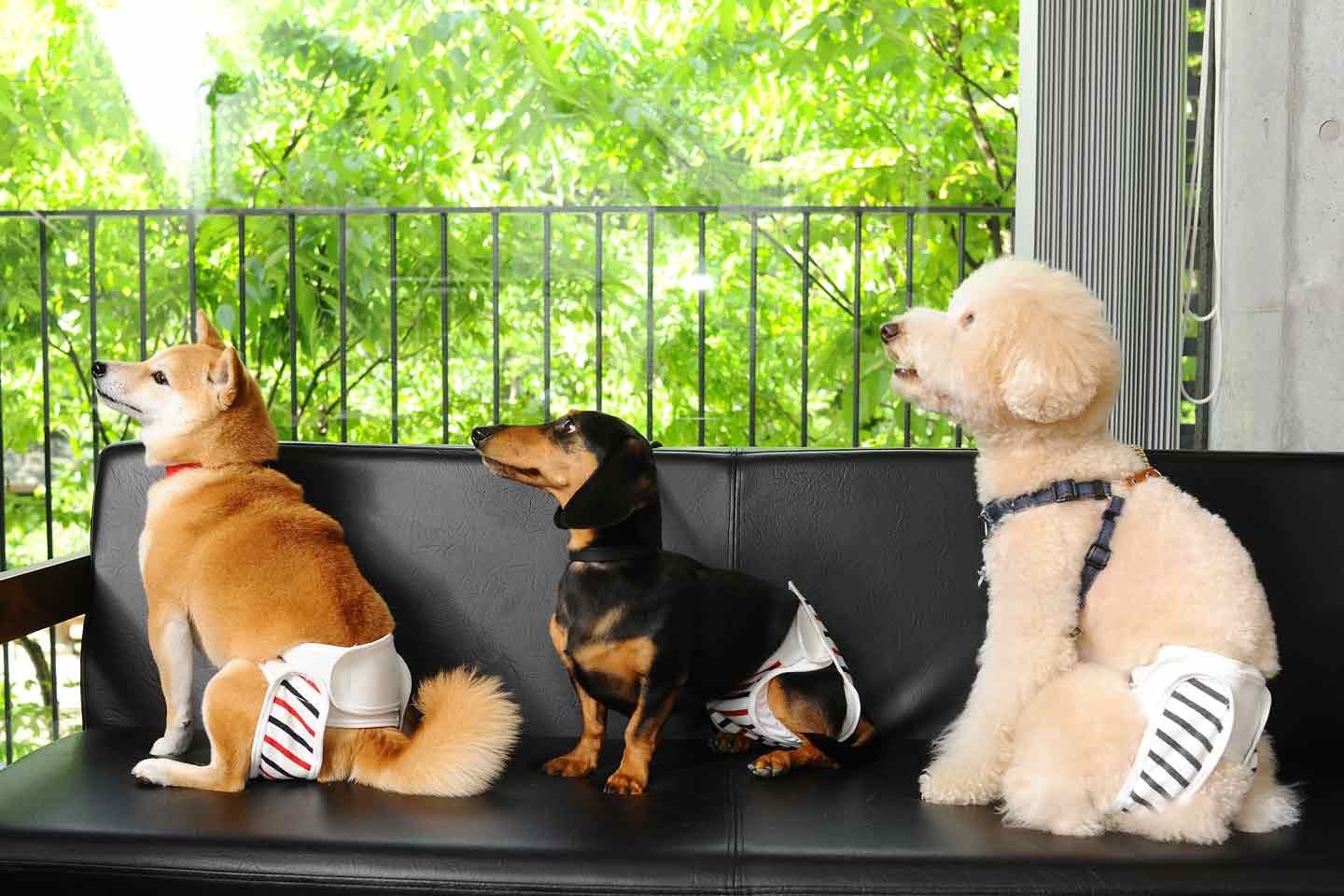 立ったまま着脱できる犬用布おむつ『omuwan』人間の赤ちゃんのおむつをヒントに、愛犬家が考案