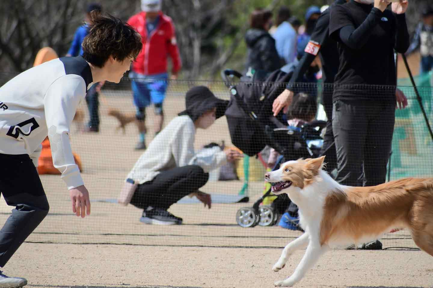 ボーダーコリーの愛犬ラスカルくんとアジリティに挑戦