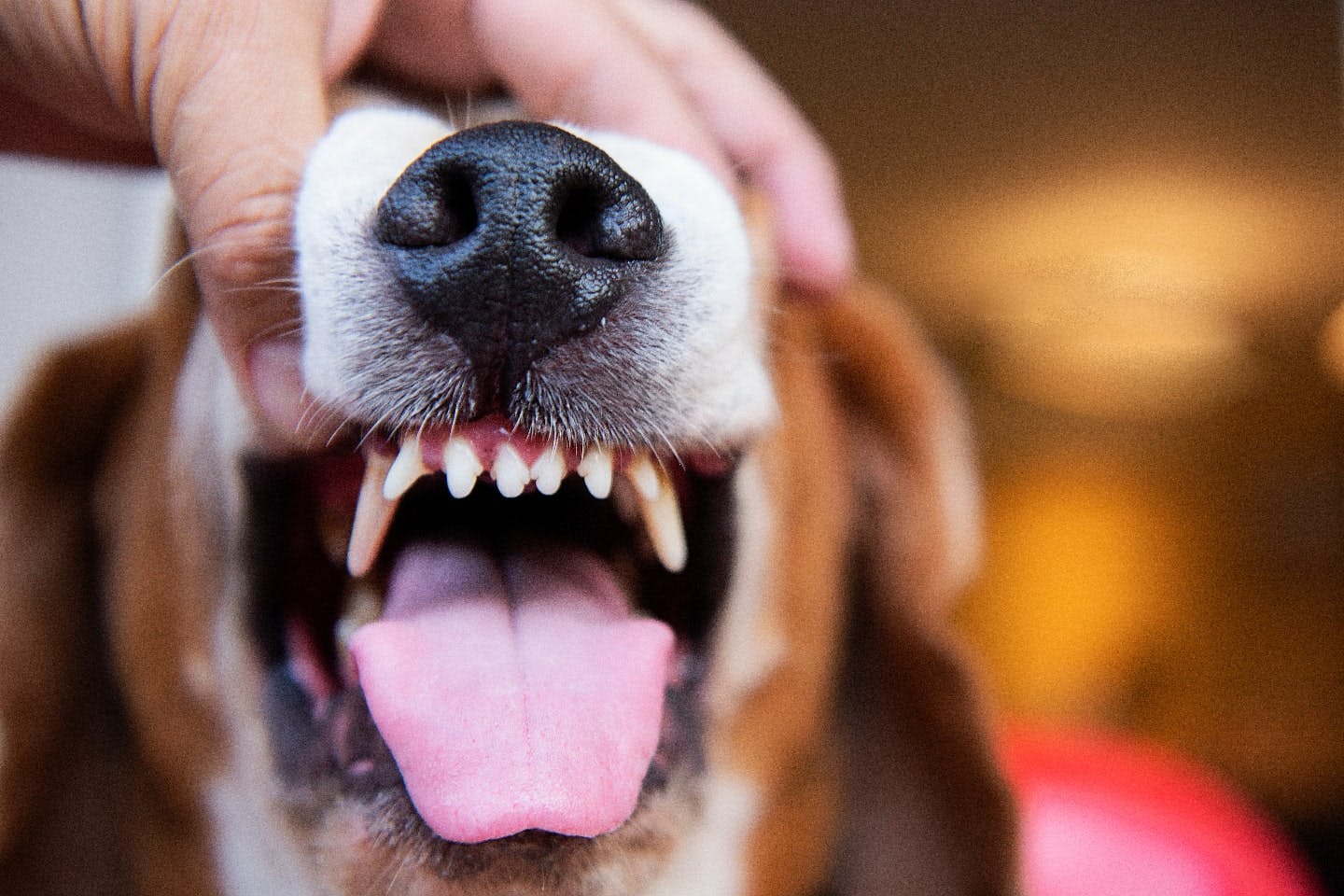 犬の歯並びが悪くなる要因