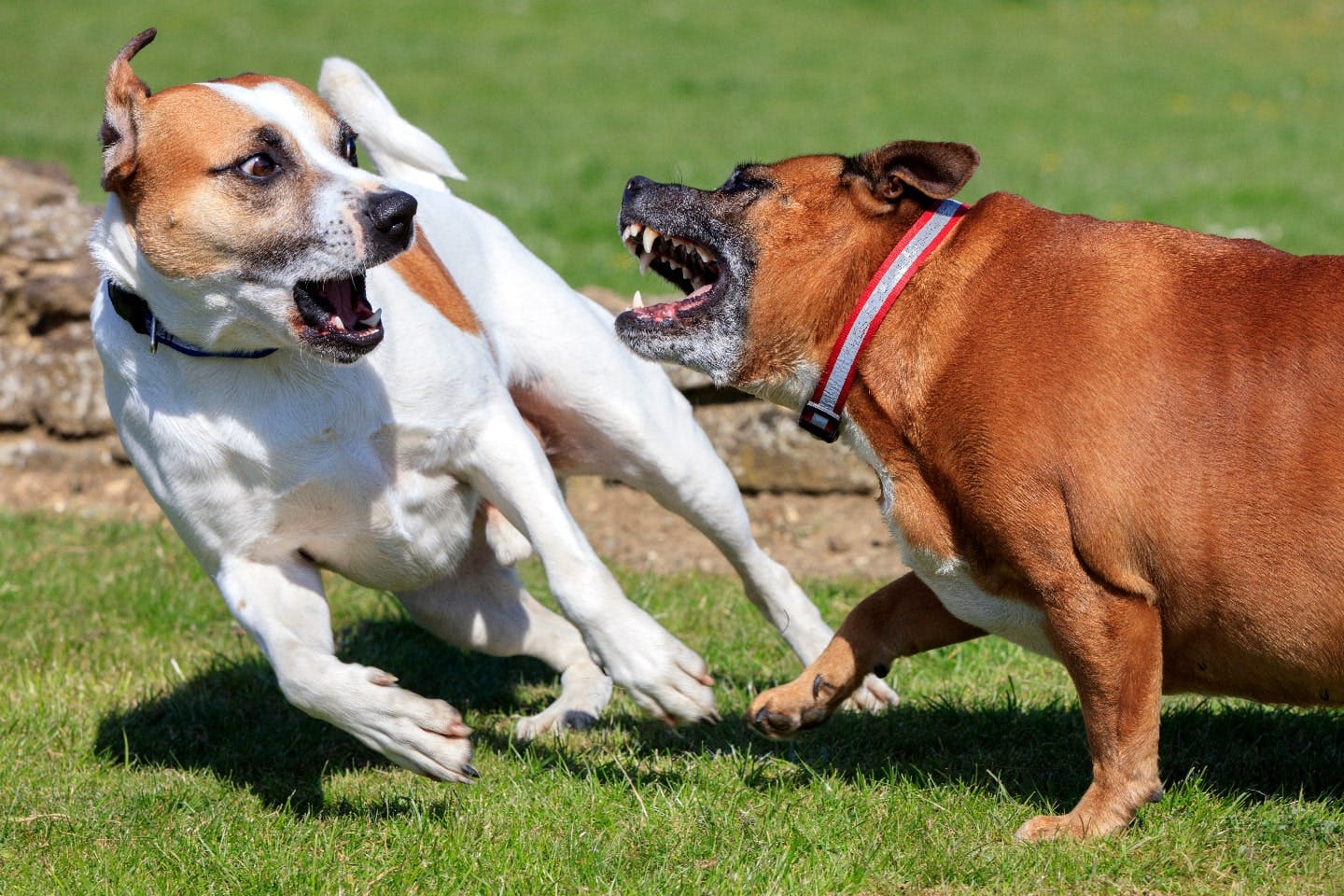 犬同士の喧嘩のリスク