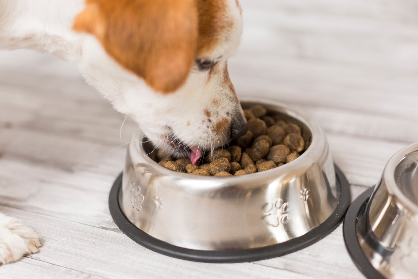 犬の味覚は5種類！ 味を感じる仕組みや食いつきの改善方法などを紹介
