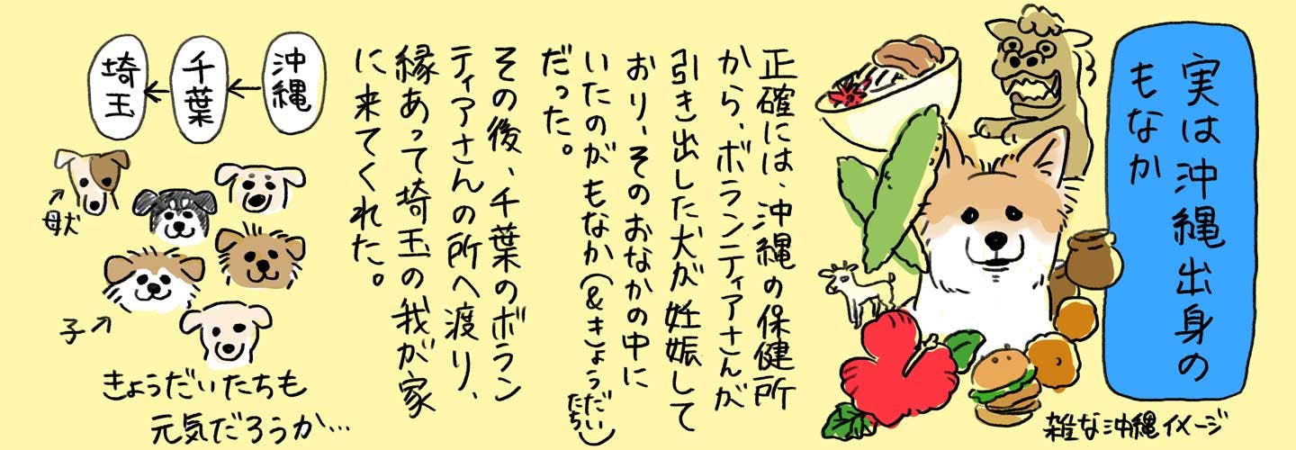 沖縄出身の元保護犬 雑種のもなかちゃん 沖縄出身の元保護犬 雑種のもなかちゃん