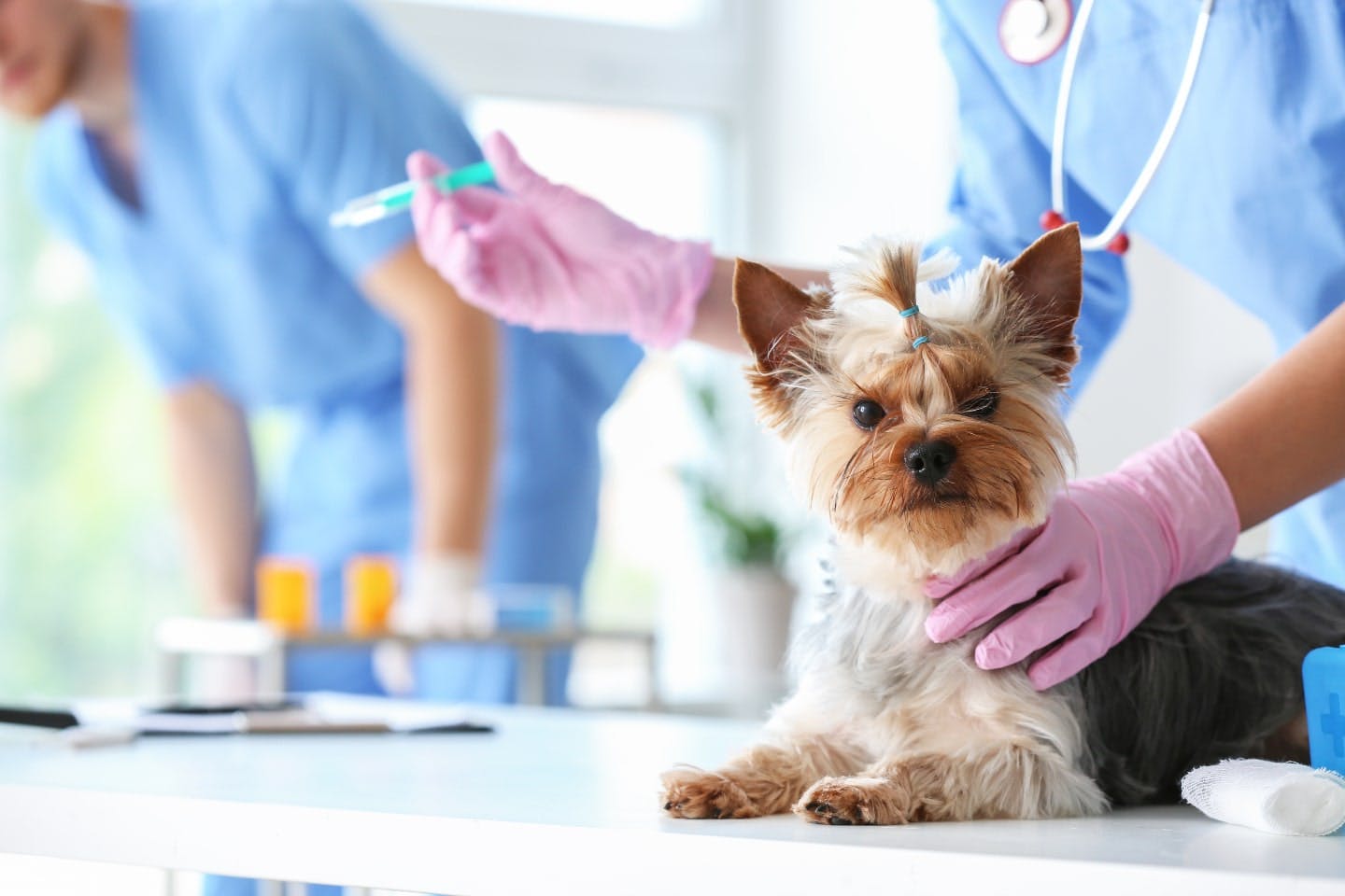 犬のレントゲン検査は安全？