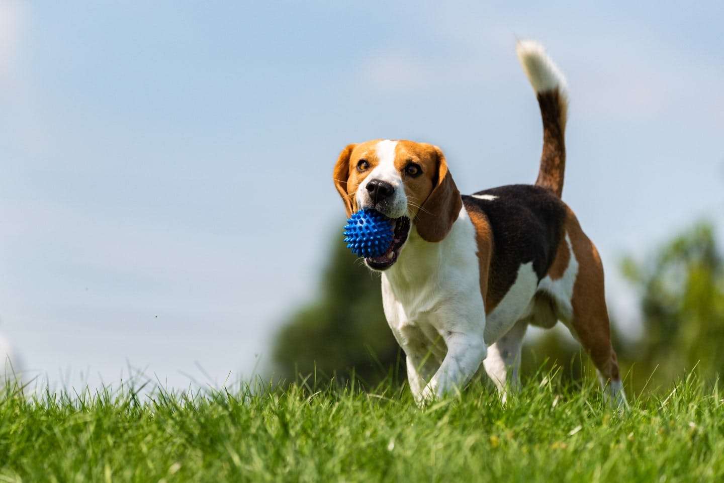 凛々しくて上品な「短毛犬」を19種類紹介！ 共通点やお手入れのコツも解説