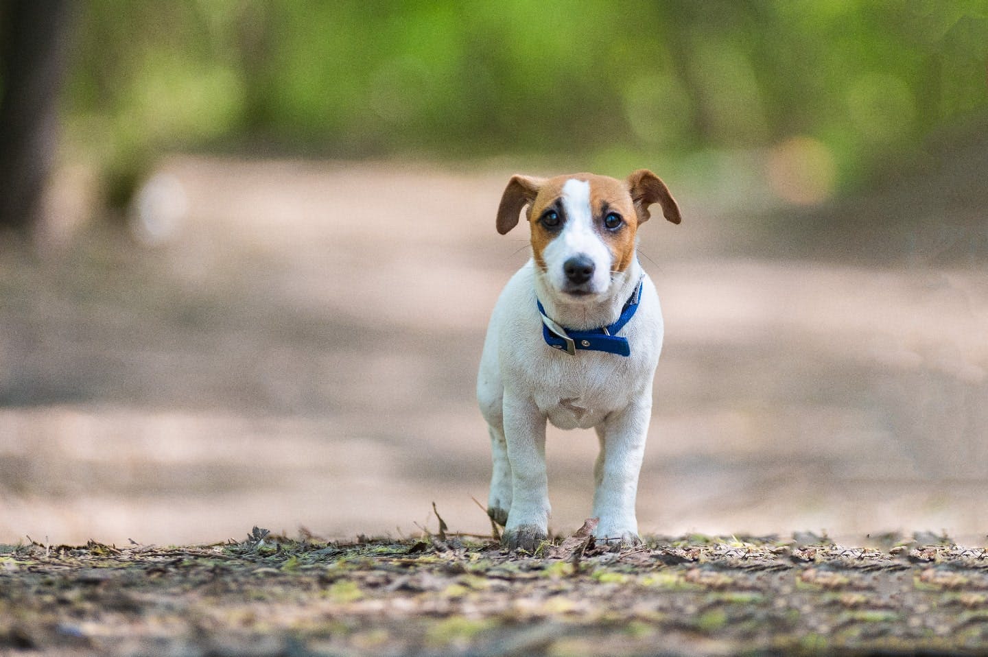 迷子になった犬はどこにいる？