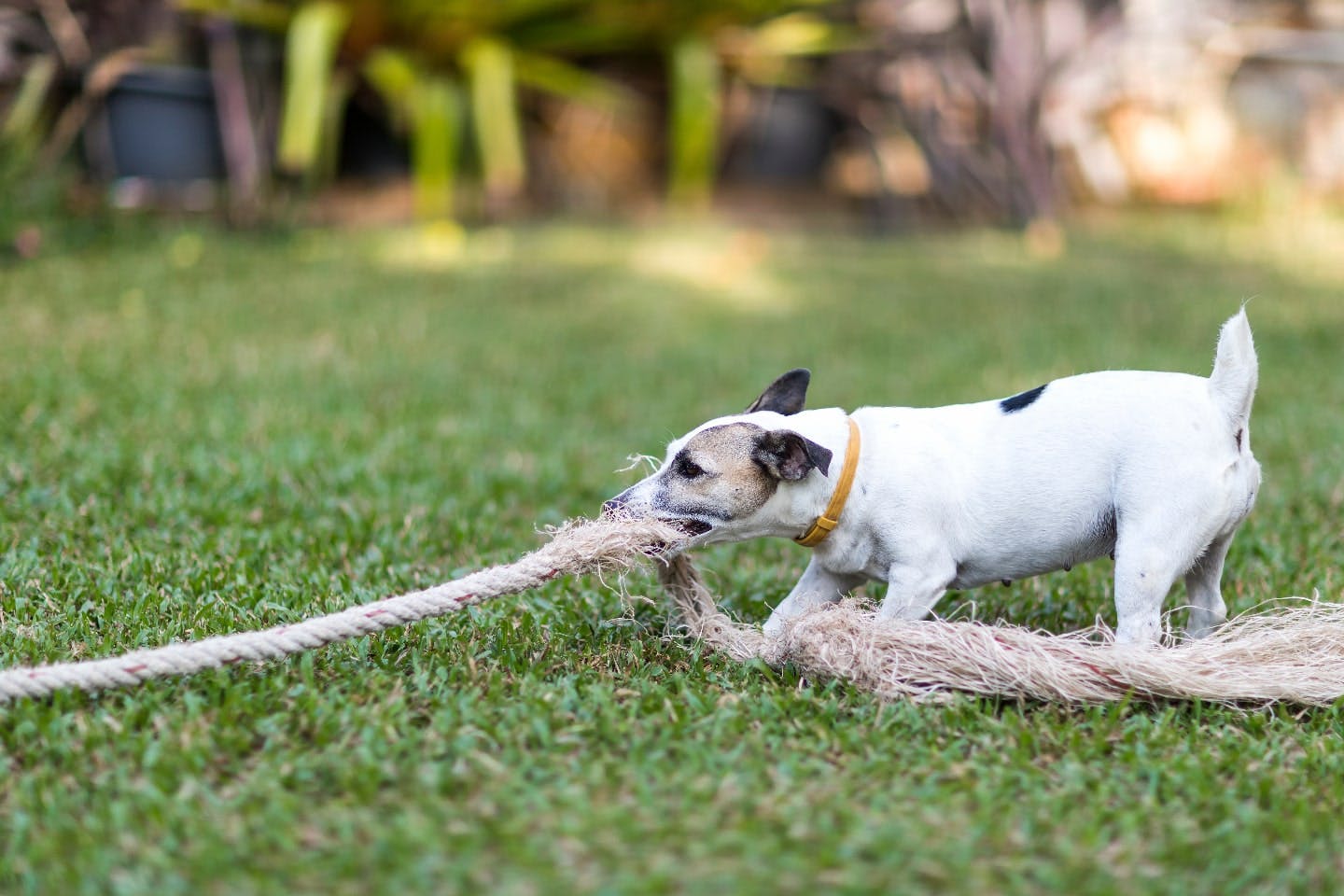 犬との引っ張り合い遊びに期待できる効果！ 上手に遊ぶ方法と注意点