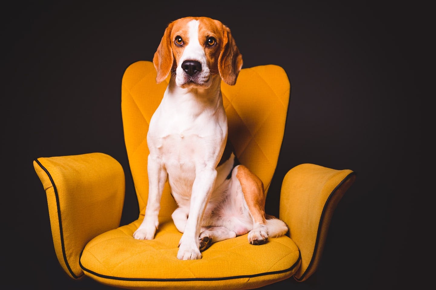 犬のおかしな座り方は病気のサイン？ 注意したい座り方と正しい「おすわり」のトレーニング方法