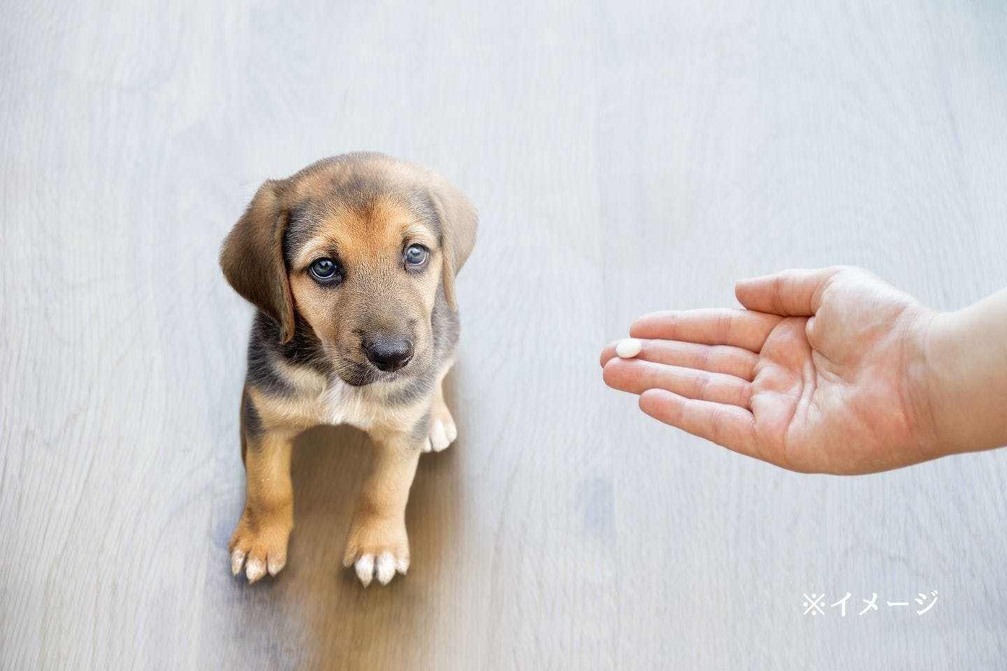 漢方薬は犬に与えていい年齢