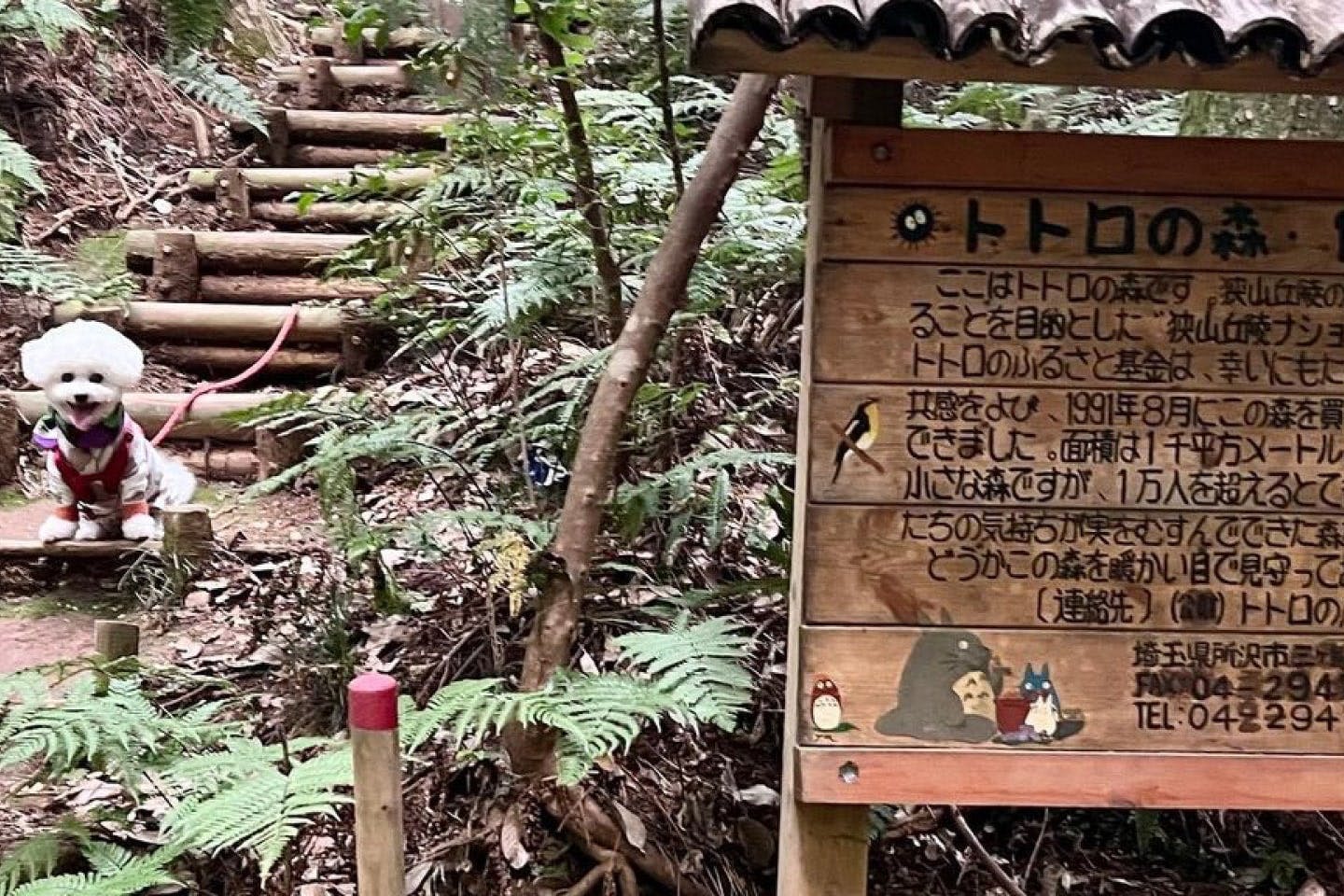 【埼玉県所沢市】愛犬と一緒にハイキング 『トトロの森』