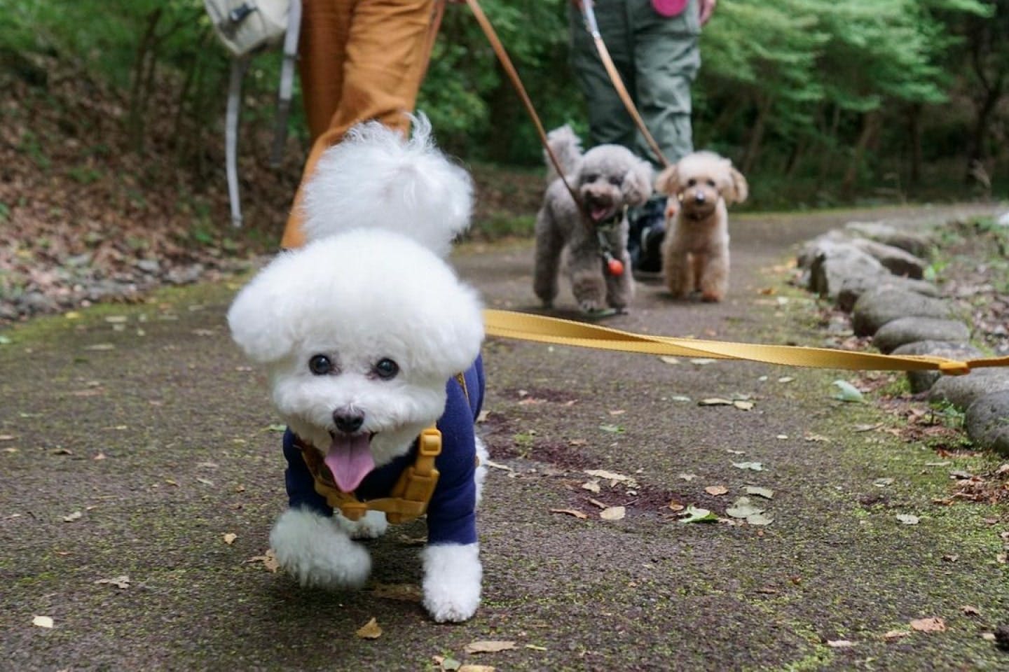 愛犬と1日楽しもう！関東のおすすめスポット13選 ―茨城、栃木、群馬、埼玉、千葉、東京、神奈川（最新版）|ワンクォール