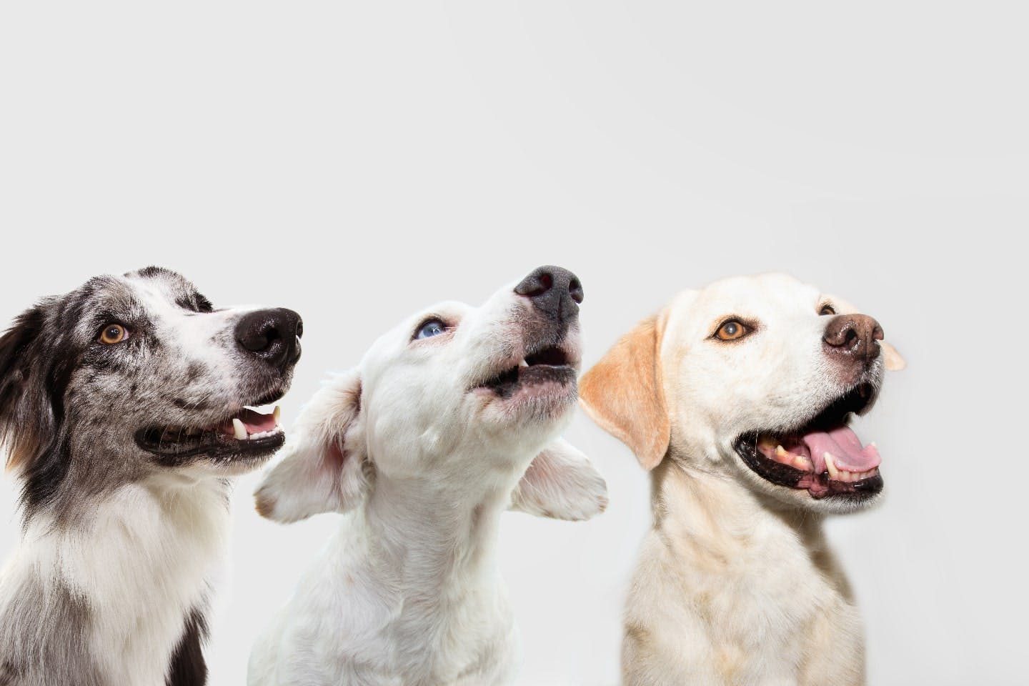 パブロフの犬の実験で活躍した犬種は？