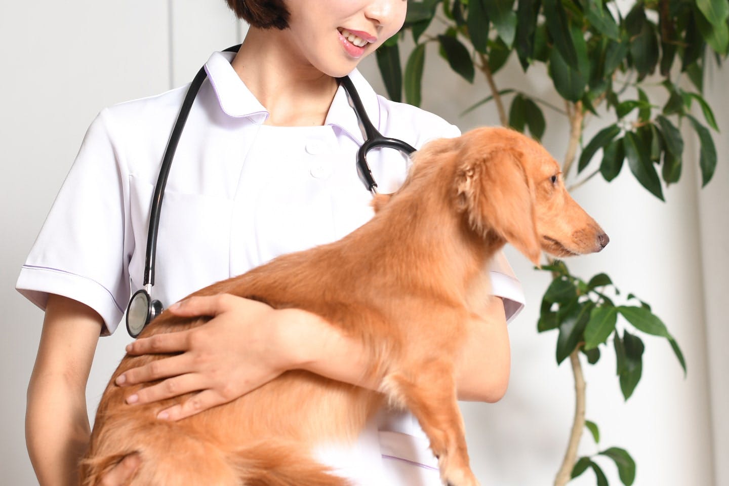 犬の避妊手術｜メリット・デメリット、タイミング、費用相場などを紹介