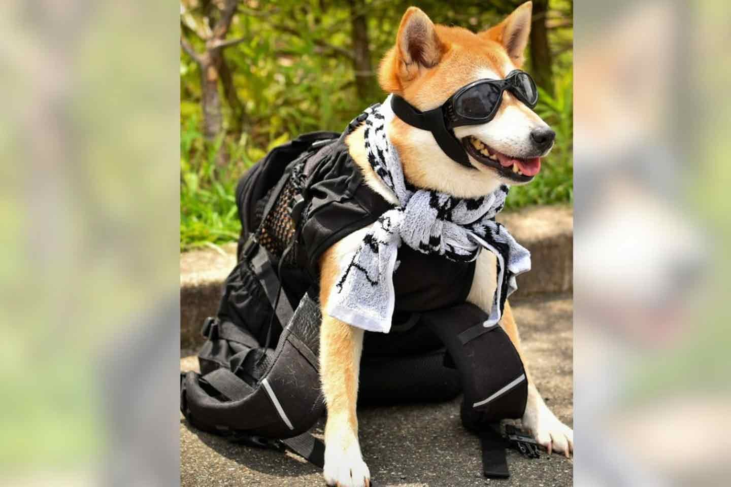 ゴーグルを着用する柴犬ジョージちゃん