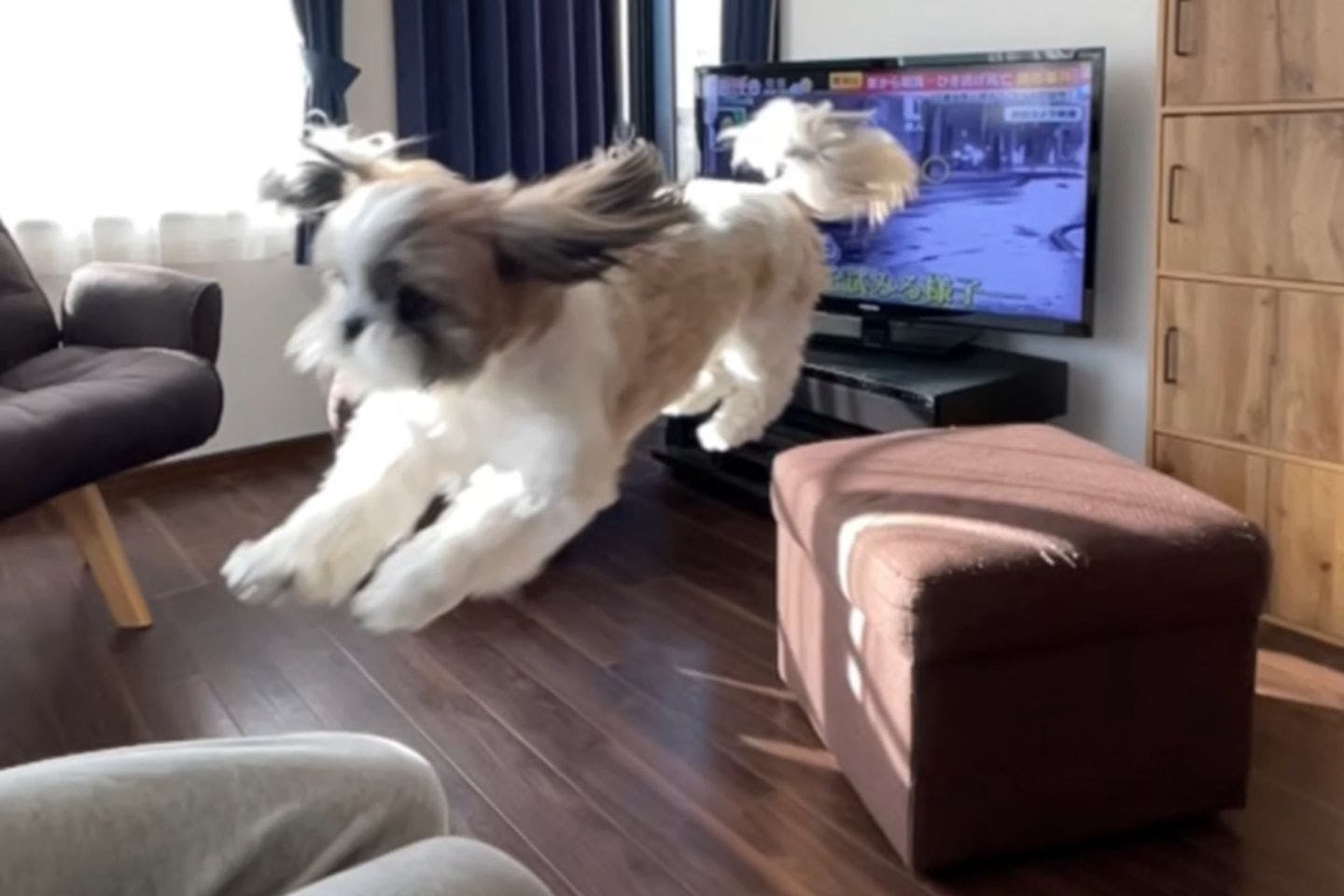 空飛ぶ犬!? シーズー奈々ちゃんとナチョくんと過ごす、“シーズーまみれ”な飼い主さんの毎日|ワンクォール