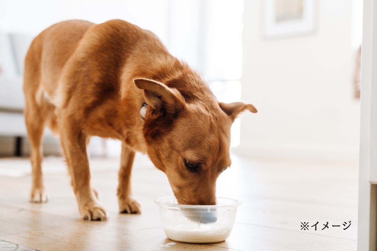 犬の栄養補給と水分補給、健康維持をサポートする“ペット用ミルク”