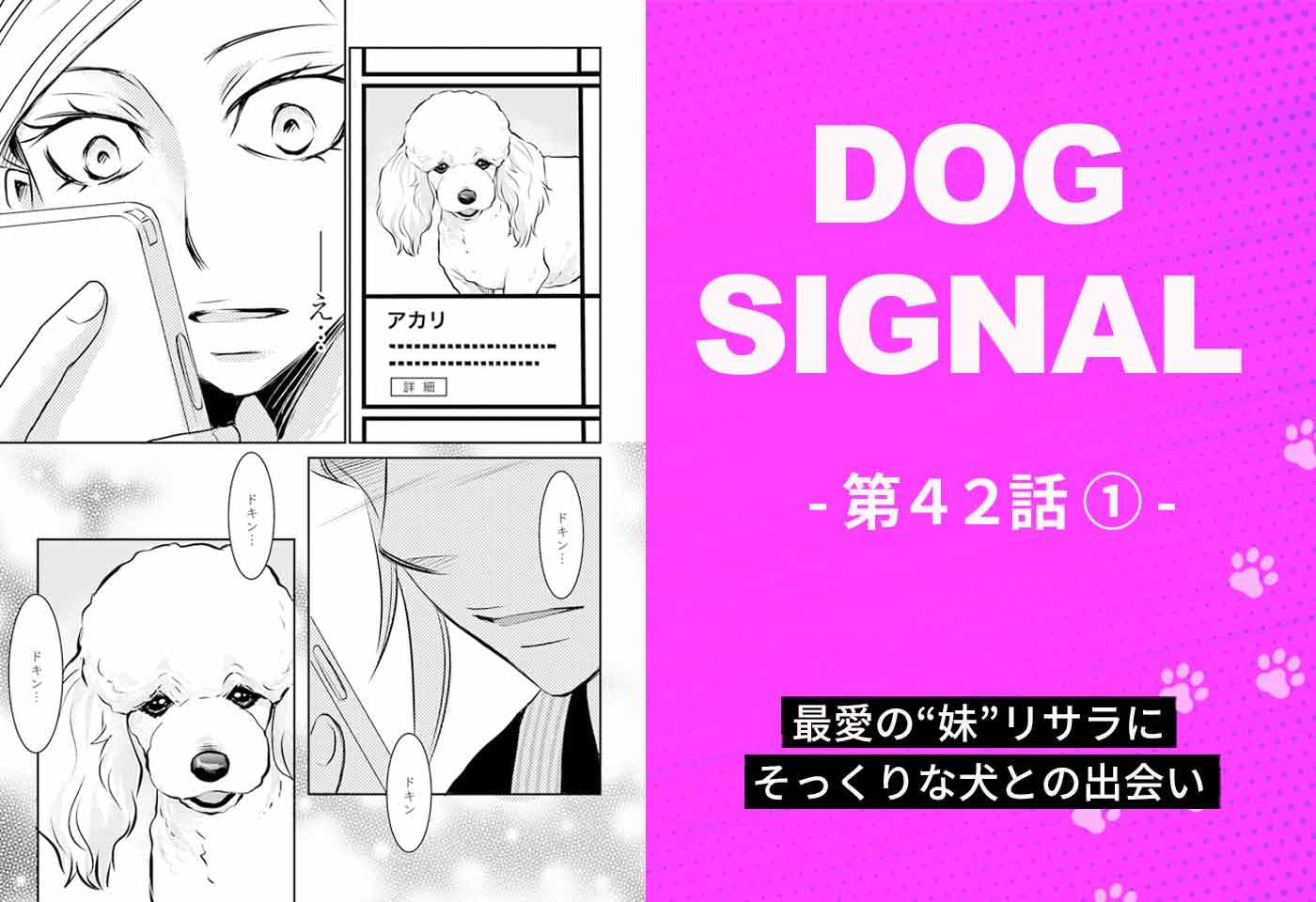 漫画『DOG SIGNAL（ドッグシグナル）』42話目1/4　先代犬にそっくりな犬との出会い