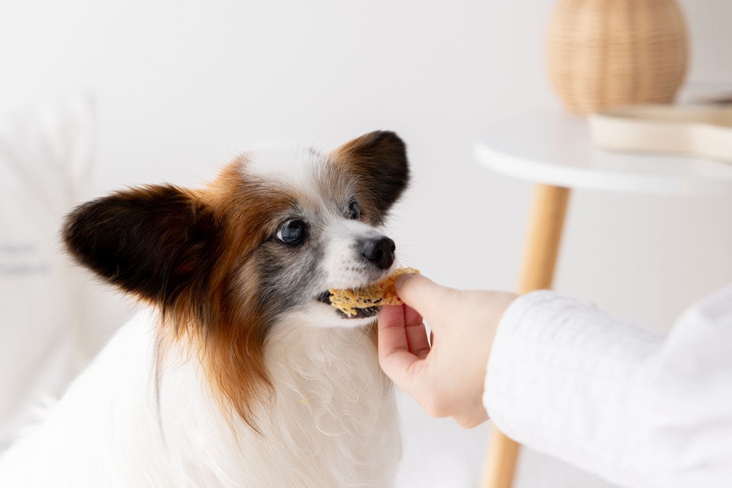 無添加ハピウェルピューレ鶏ささみで作った愛犬用ジャーキーを食べる犬