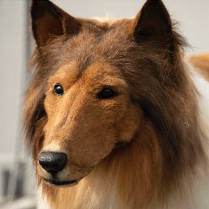 犬になった人間!? 幼い頃からの夢を叶えたトコさんが、犬に変身して