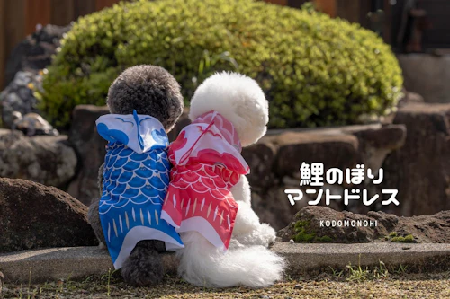 簡単DIY】愛犬用フード付き鯉のぼりコスプレ。10分で作れる 簡単DIY】愛犬用フード付き鯉のぼりコスプレ。10分で作れる