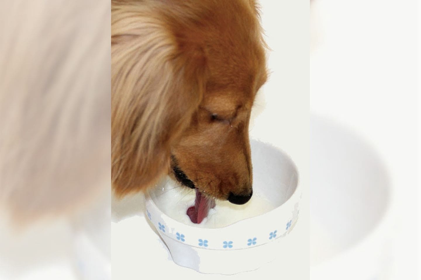 “ペット用ミルク”を食後のごほうびや熱中症対策、シニア犬の健康維持に