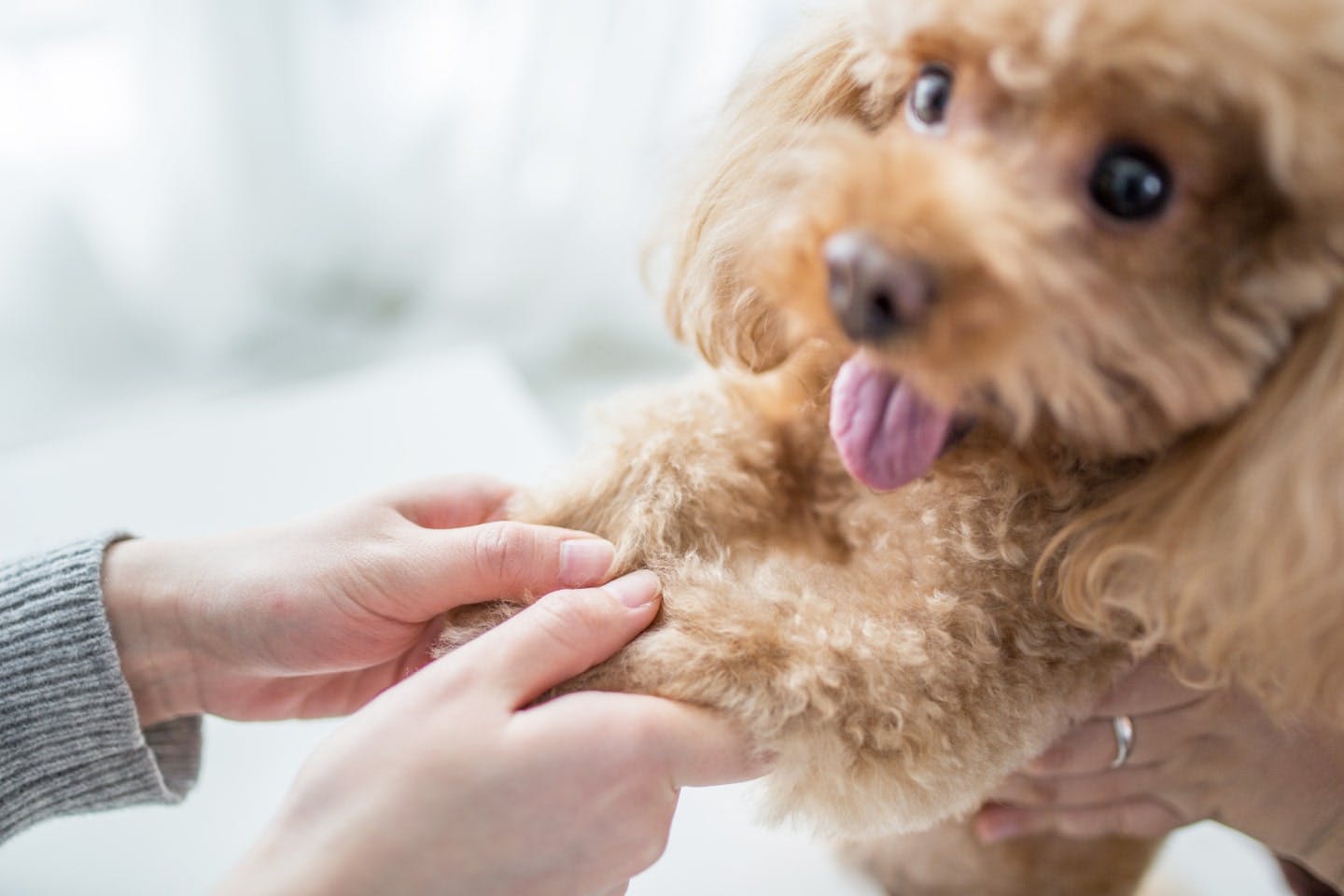 血統書付きの犬をお迎えする際の注意点