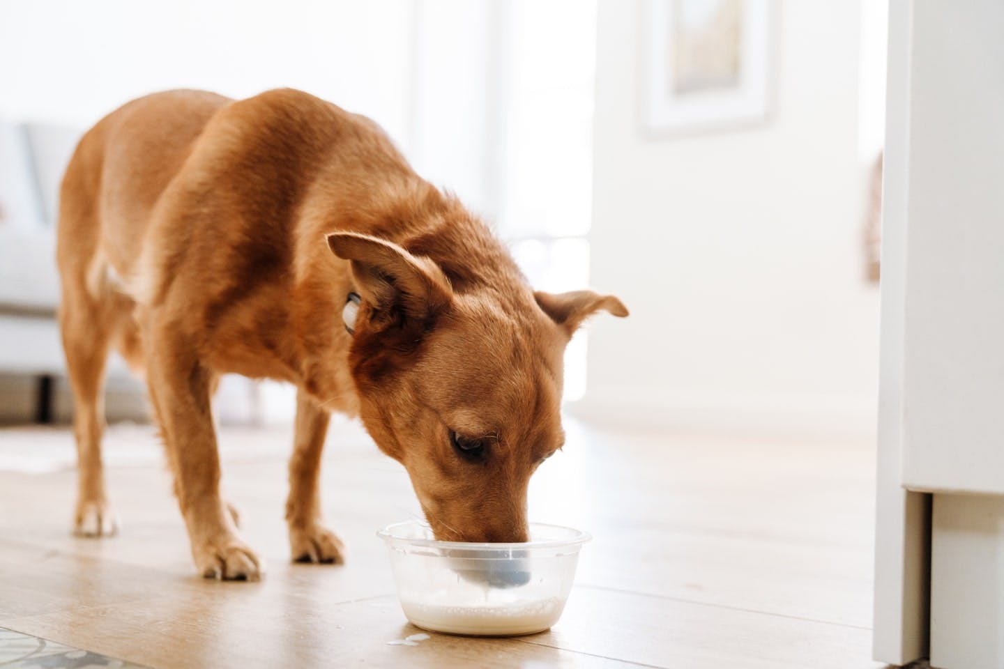 犬に豆乳を与えてもいい？気になる与え方と注意点を解説