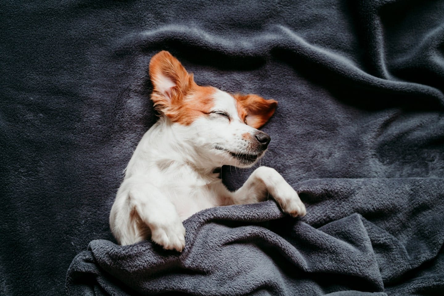 犬を看取る前に飼い主が決めるべきこと