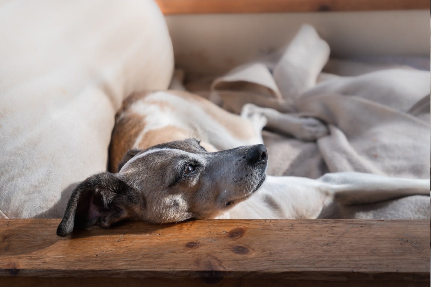 犬が亡くなる前に見られる行動の変化・身体の症状